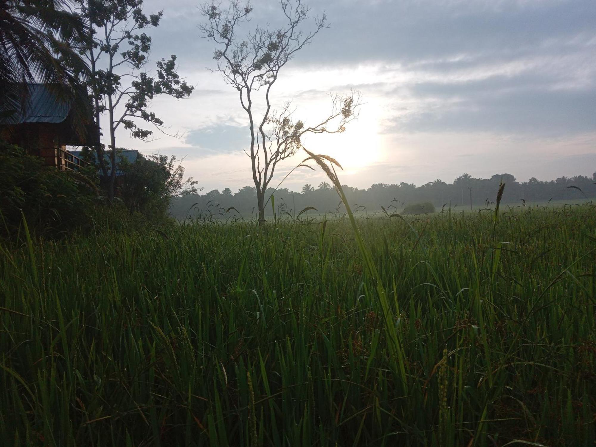 Sigiriya Paddy Field Hut Villa Стая снимка
